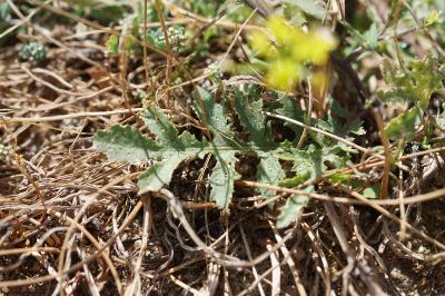 <i>Rorippa sylvestris</i>