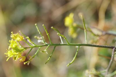 <i>Rorippa sylvestris</i>