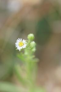 <i>Erigeron canadensis</i>