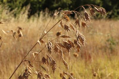 <i>Bromus secalinus</i>