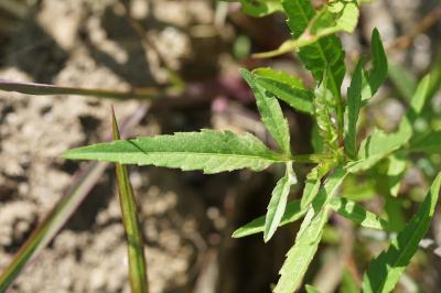 <i>Bidens radiata</i>
