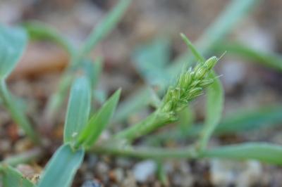 <i>Setaria italica</i>