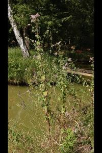 <i>Eupatorium cannabinum</i>