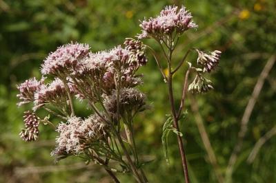 <i>Eupatorium cannabinum</i>