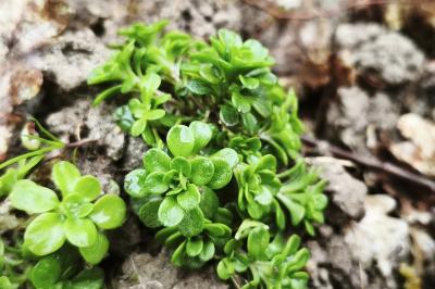 <i>Sedum cepaea</i>