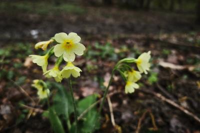 <i>Primula elatior</i>