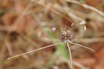 <i>Allium oleraceum</i>