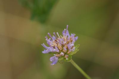<i>Knautia arvensis</i>