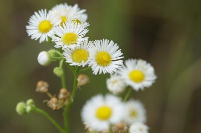 <i>Erigeron annuus</i>
