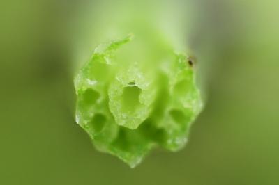<i>Equisetum palustre</i>