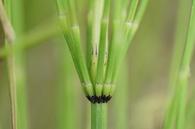 <i>Equisetum palustre</i>