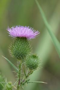 <i>Cirsium vulgare</i>