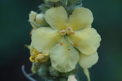 <i>Verbascum thapsus subsp. thapsus</i>