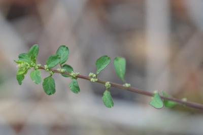 <i>Lipandra polysperma</i>