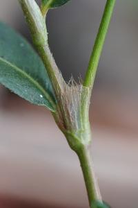 <i>Persicaria maculosa</i>