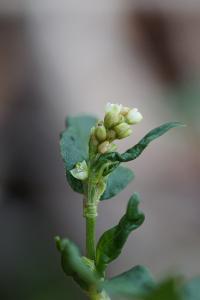 <i>Persicaria maculosa</i>