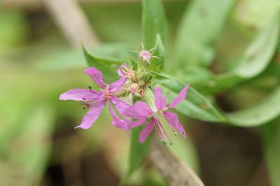 <i>Lythrum salicaria</i>