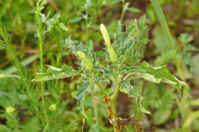 <i>Datura stramonium</i>