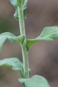 <i>Epilobium parviflorum</i>