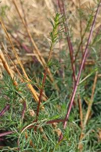 <i>Artemisia campestris</i>