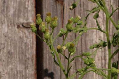 <i>Erigeron sumatrensis</i>
