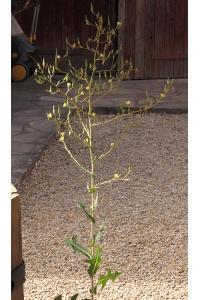 <i>Lactuca serriola</i>