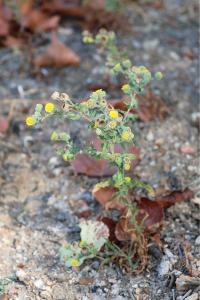 <i>Pulicaria vulgaris</i>