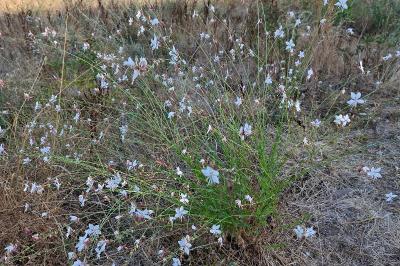 <i>Oenothera lindheimeri</i>