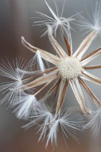 <i>Crepis foetida</i>