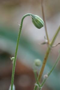 <i>Crepis foetida</i>