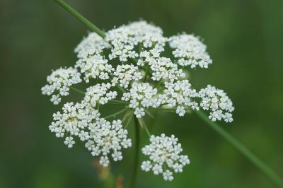 <i>Bunium bulbocastanum</i>