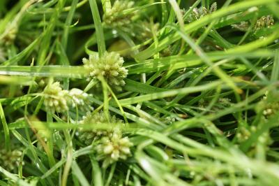 <i>Cyperus michelianus</i>