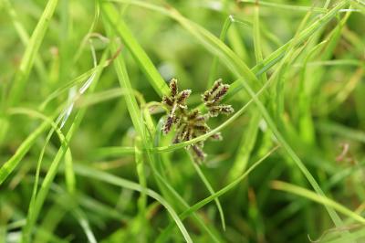 <i>Cyperus fuscus</i>