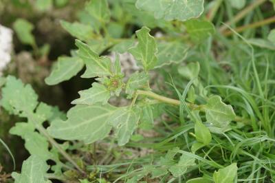 <i>Oxybasis rubra</i>
