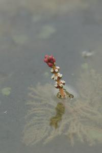 <i>Myriophyllum spicatum</i>