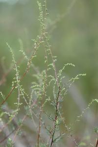<i>Artemisia campestris</i>