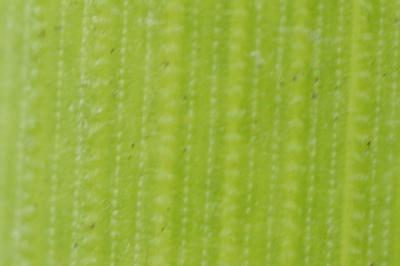 <i>Equisetum x moorei</i>