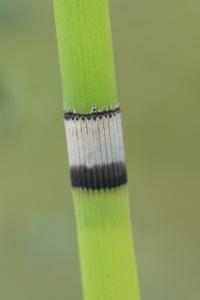 <i>Equisetum x moorei</i>