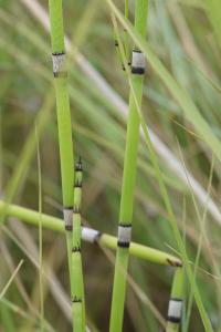 <i>Equisetum x moorei</i>