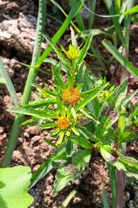 <i>Bidens radiata</i>