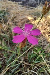 <i>Dianthus carthusianorum</i>