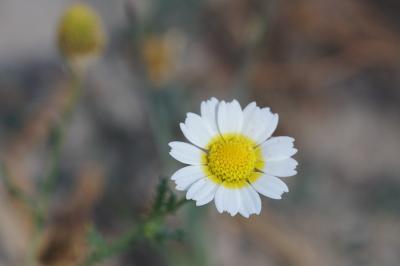 <i>Cladanthus mixtus</i>