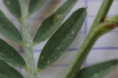 <i>Vicia pannonica</i>