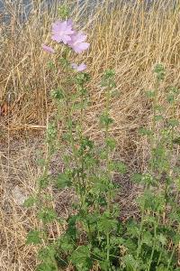 <i>Malva alcea</i>