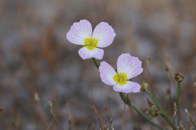<i>Baldellia repens subsp. cavanillesii</i>