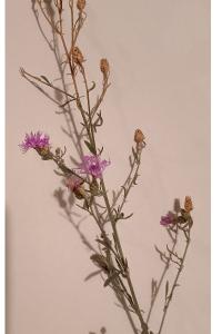 <i>Centaurea stoebe</i>