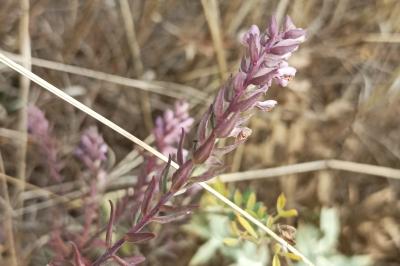 <i>Odontites vernus</i>