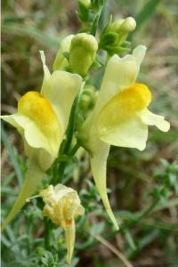 <i>Linaria vulgaris</i>