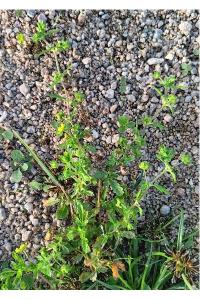 <i>Potentilla supina</i>