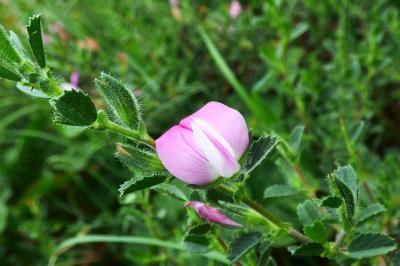 <i>Ononis spinosa subsp. procurrens</i>